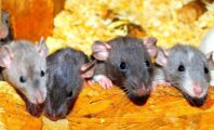 Dérangés par l'odeur, ils découvrent que leur voisine vivait avec 800 rats
