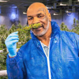Mike Tyson gagne plus de 500 000 dollars par mois grâce à sa verdure