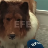 Le japonais devenu chien donne sa première interview en costume