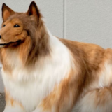 Un Japonais dépense 22 000 euros pour réaliser son rêve et devenir un chien