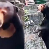 Un zoo chinois épinglé à cause d'un homme déguisé en ours
