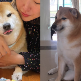 Le chien Cheems Balltze s'est éteint des suites de son cancer