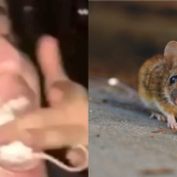 Un lycéen mange une souris vivante lors d'une soirée d'intégration à Marseille