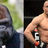 Quand Georges Saint-Pierre a failli en découdre avec un gorille