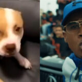« J'ai payé et j'ai compris » : Timal revient sur la polémique avec son chien