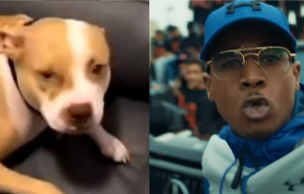 « J'ai payé et j'ai compris » : Timal revient sur la polémique avec son chien