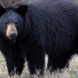 Une famille américaine consomme des brochettes d'ours mal cuites et finit infectée