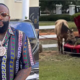 Rick Ross richissime : il utilise le coffre de ses Ferrari pour nourrir ses chevaux
