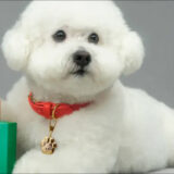 Dolce&Gabbana sort son premier parfum...pour chien